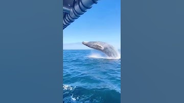 Thumbnail of #humpbackwhale #snorkel #freedive #moorea #tahiti #explore #protect #oceanlife #whale#fish