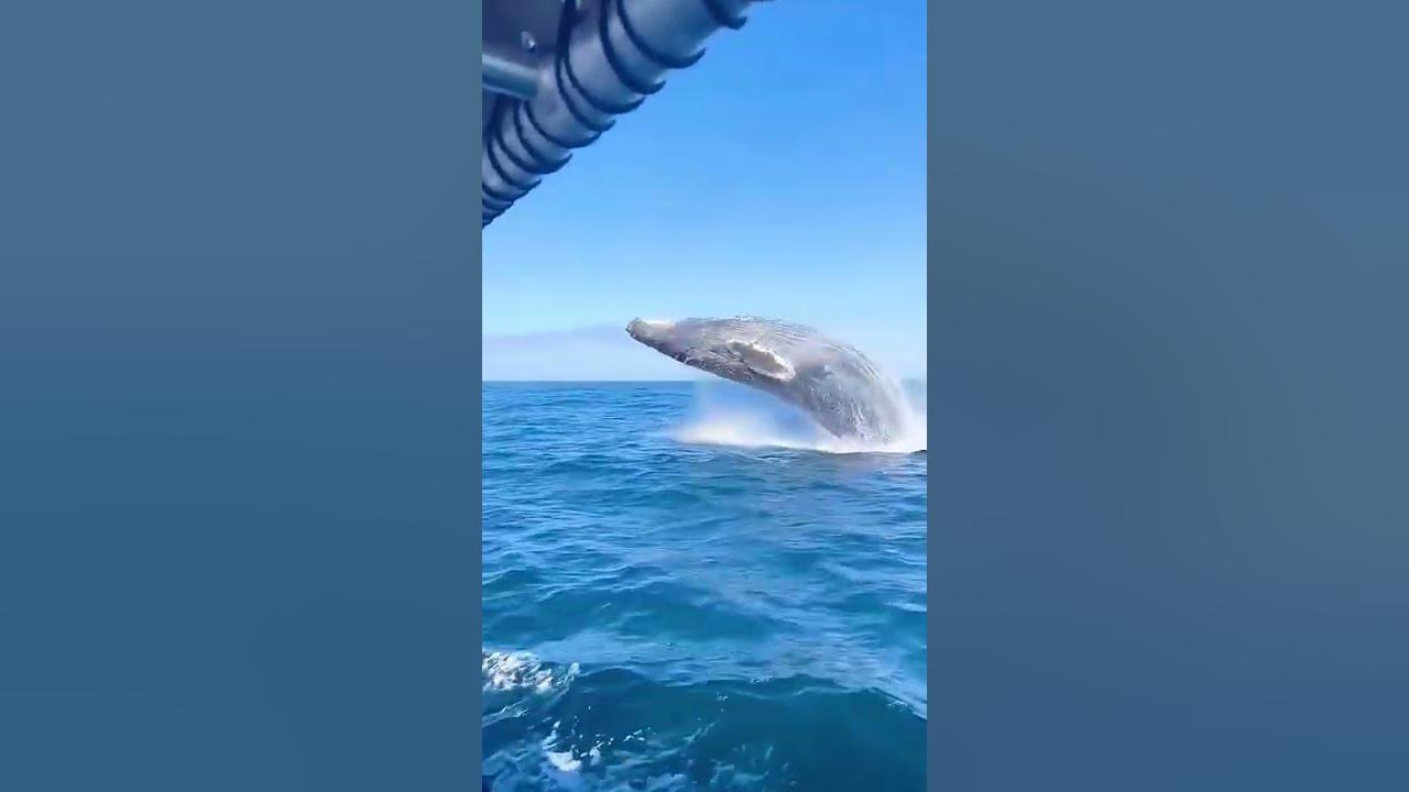 #humpbackwhale #snorkel #freedive #moorea #tahiti #explore #protect #oceanlife #whale#fish