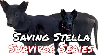 Saving Stella: a rescue story
