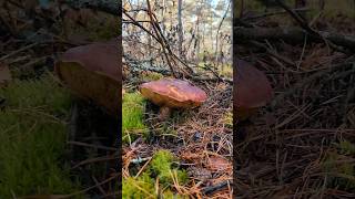Белый гриб разведчик. #mushroom