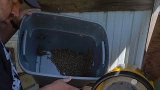 Requeening a Swarm with Crap Treater Beekeeper Genetics | Treatment Free beekeeping