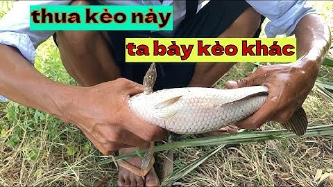 Câu cá lóc | lật kèo từ kéo tép sang câu cá, nhái hơi F35 đi chìm siêu nhạy #lurecaloc #f35 #fishing