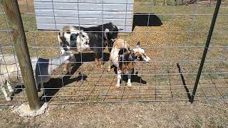 Our Nigerian Dwarf Buck Is Busy