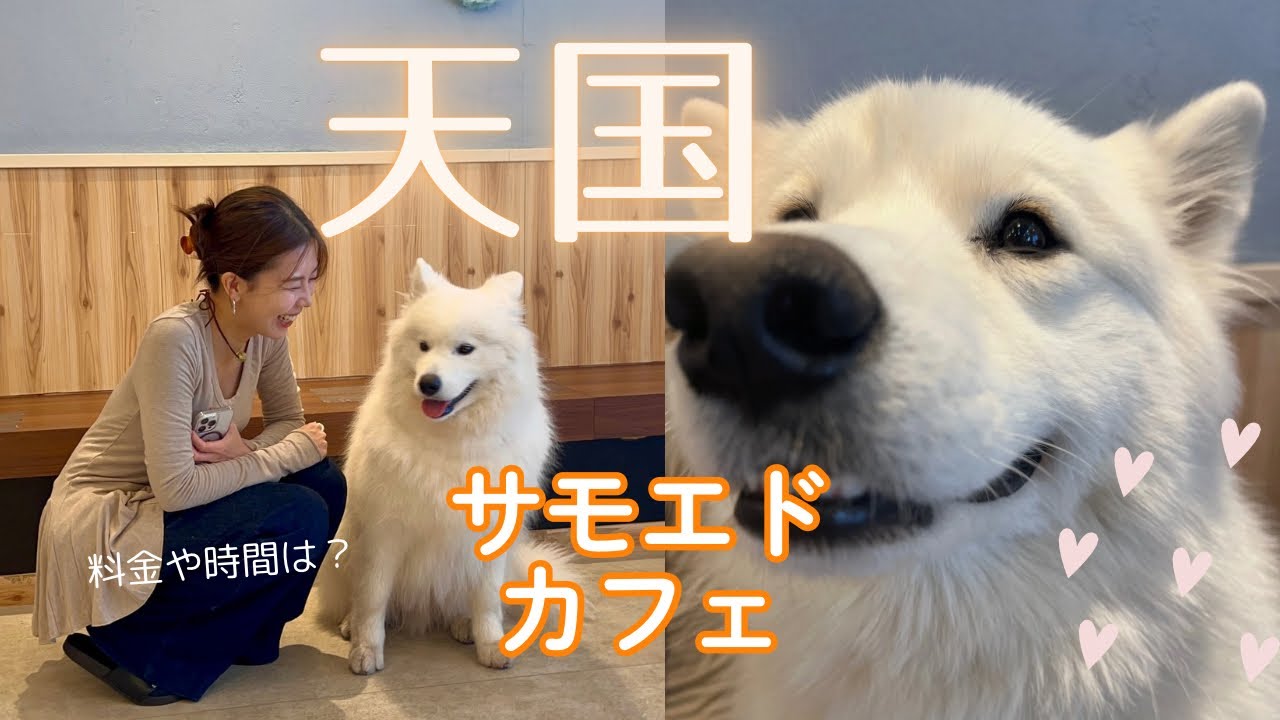 サモエドカフェに行ったら、癒しと幸せに溢れた【東京】