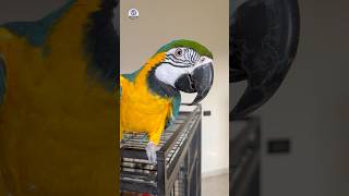 Spending Quality Time with My Blue & Gold Macaw 🦜 She Loves Almonds #MacawParrot #BeautifulBird