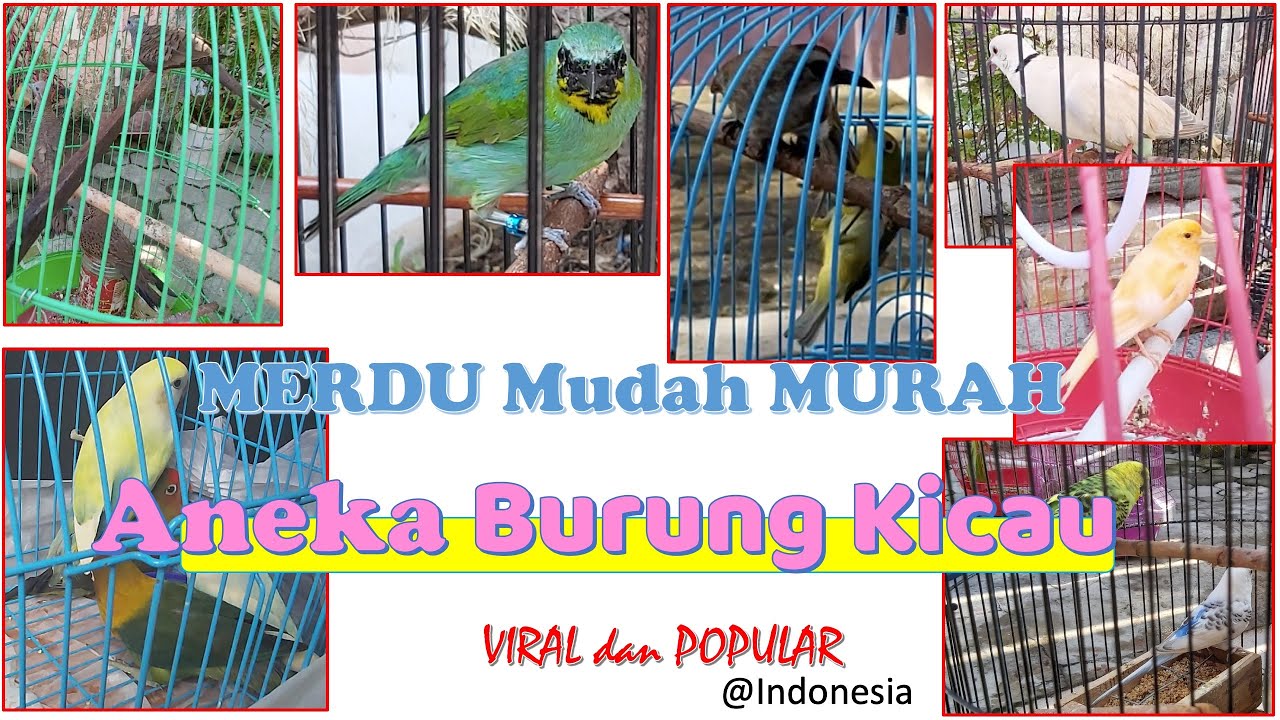 Aneka Burung Kicau Nusantara | POPULAR VIRAL MERDU Mudah-Murah 