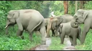 Elephant Herd Walking In The Forest l Elephant Whisperers  | National Park l India Tusker Kerala by I See 34 views 1 month ago 36 seconds