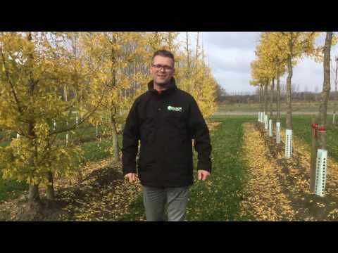 Ginkgo biloba - van den Berk Bomenvlog #02