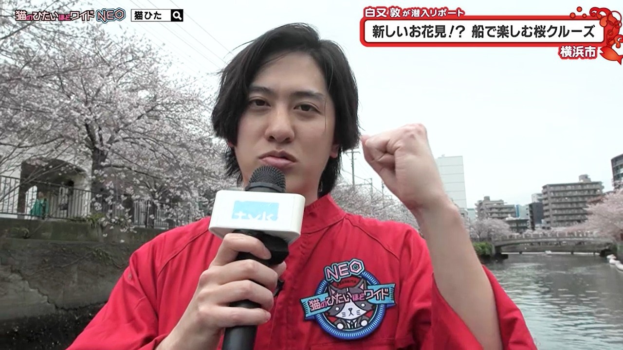 猫のひたいほどワイド #1719 潜入リポート・白又敦「桜満開！○○で