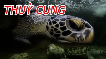 Mask TV - Thuỷ Cung - Khu Du Lịch Suối Tiên