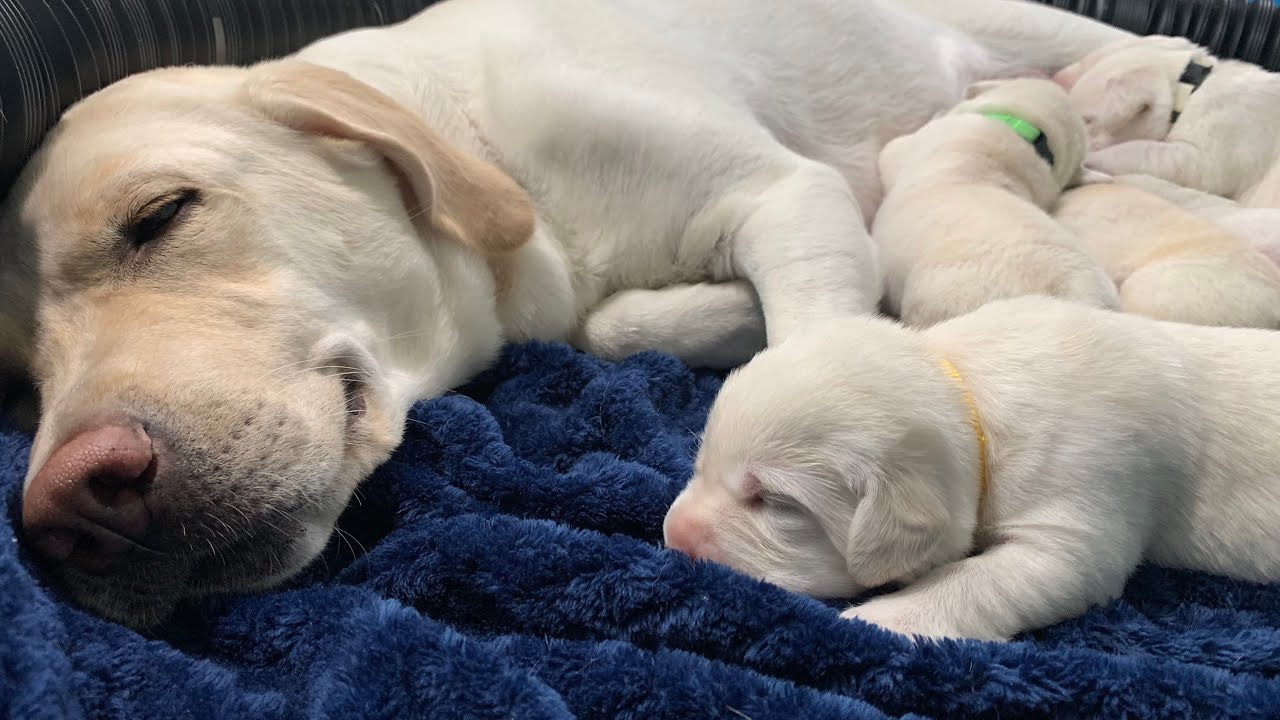 Lab Puppies LIVE STREAM Puppy Cam 6 Jun - YouTube