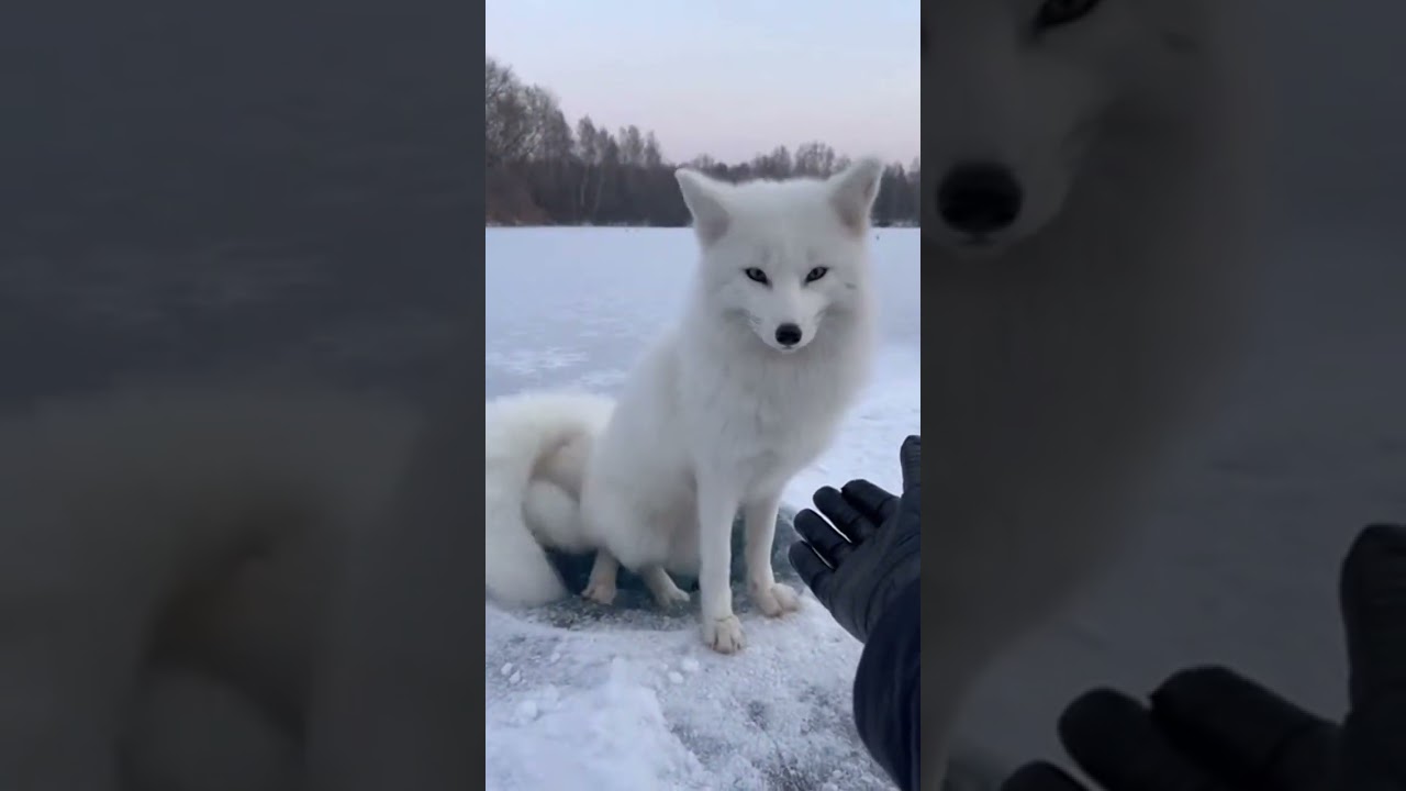 I saved a fox watch this amazing rescue story 