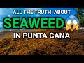 SEAWEED  on the Beach of the Dominican Republic 2021. How to avoid
