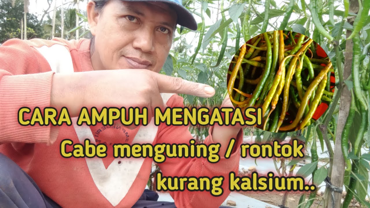 CARA AMPUH MENGATASI CABE KEKURANGAN ZAT KALSIUM
