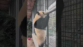 Panda Escape Compilation #panda #escape #funny #animals #viral #fypシ #compilation