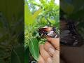 Butterfly. Kupu kupu.