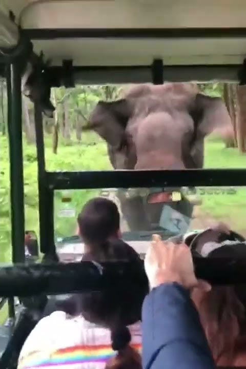 wisatawan panik di kejar gajah