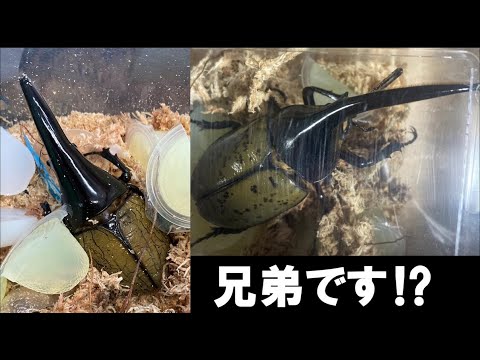 ヘラクレスメテオ血統】これでも兄弟？同じ親から生まれたのに違い