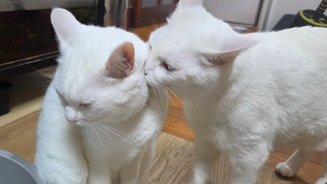 🐱おはよう┊みんな起きた? 今日から三連休だ~っ.ᐟ.ᐟ.ᐟ【つぶねこ】