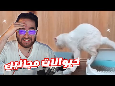 جنون الحيوانات (فوضى فوووضى ) - جنون الحيوانات (فوضى فوووضى )
