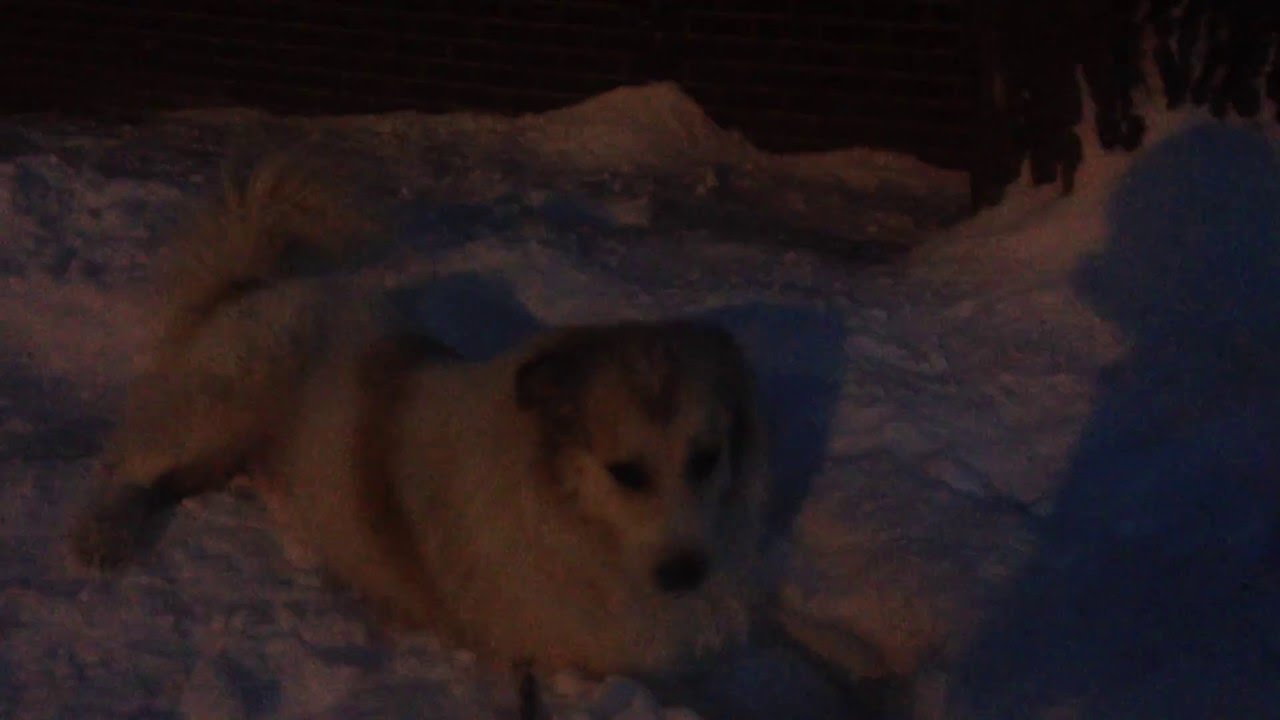 Cain playing in the snow post CCL injury