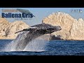 Santuario de la Ballena Gris , Baja California Sur -Visitalo!