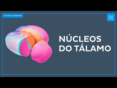 Tipos de núcleos do tálamo - Anatomia Fácil | Kenhub