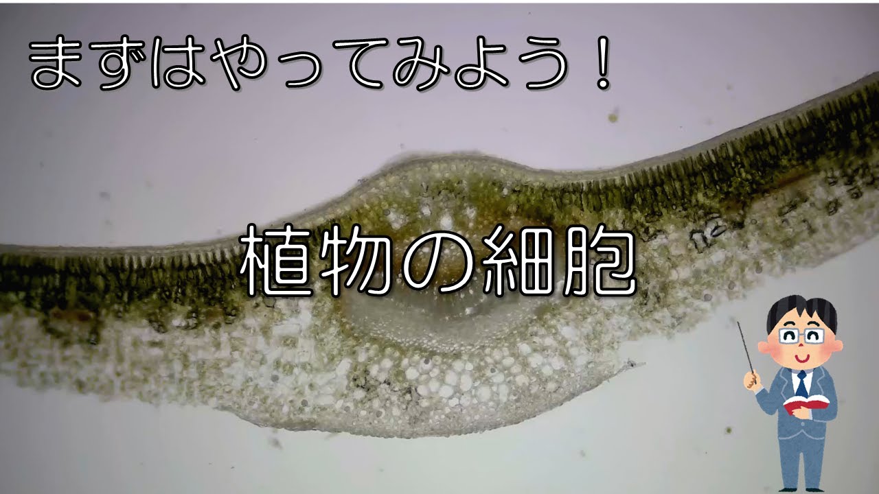 中学理科２年 生物と細胞 21 植物の細胞 Youtube