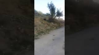 Yörük Oğlu Yörük