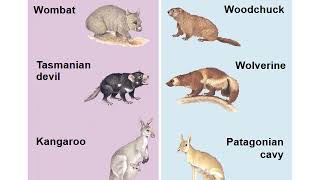 BIO 160   Evidence For Evolution lecture
