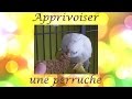 Conseils apprivoiser une perruche