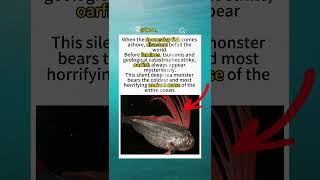 Doomsday oarfish stranded in Mexico, fabled as disaster omen, trending wildly online.#Oarfish