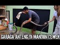 GARAGA KING COBRA MANDI|MALAH GENIT SAMA CEWEK