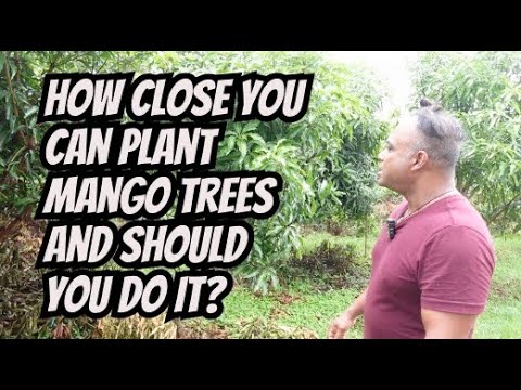 How Close Can You Plant Mango Trees and Should You Do It (Part 1 of 2)