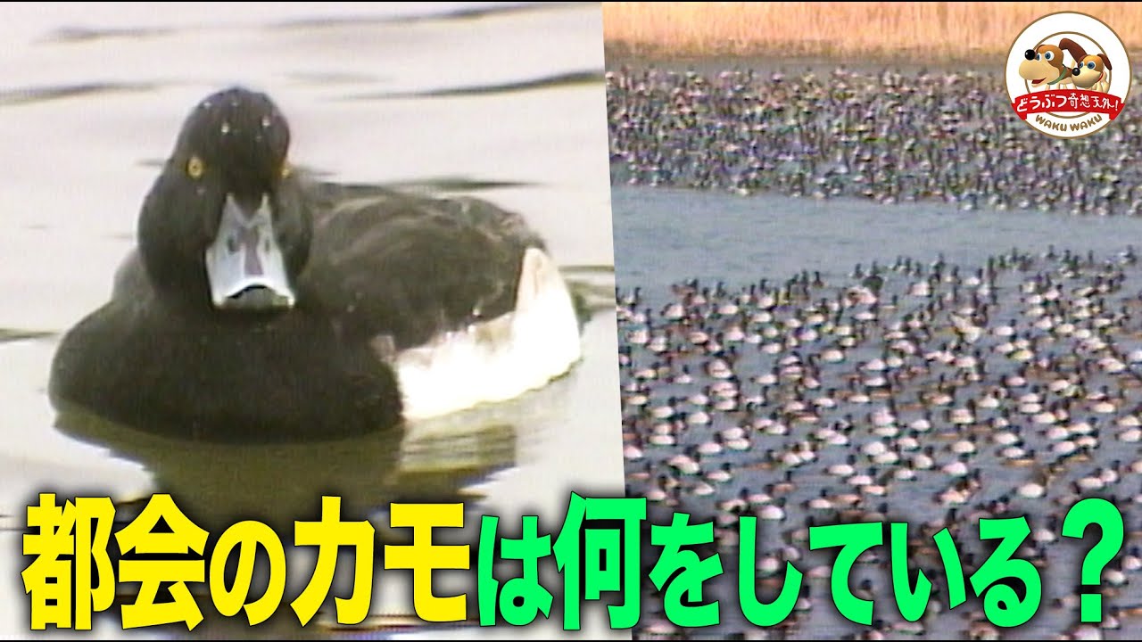 Large gathering] A close look at the winter duck hordes at Ueno