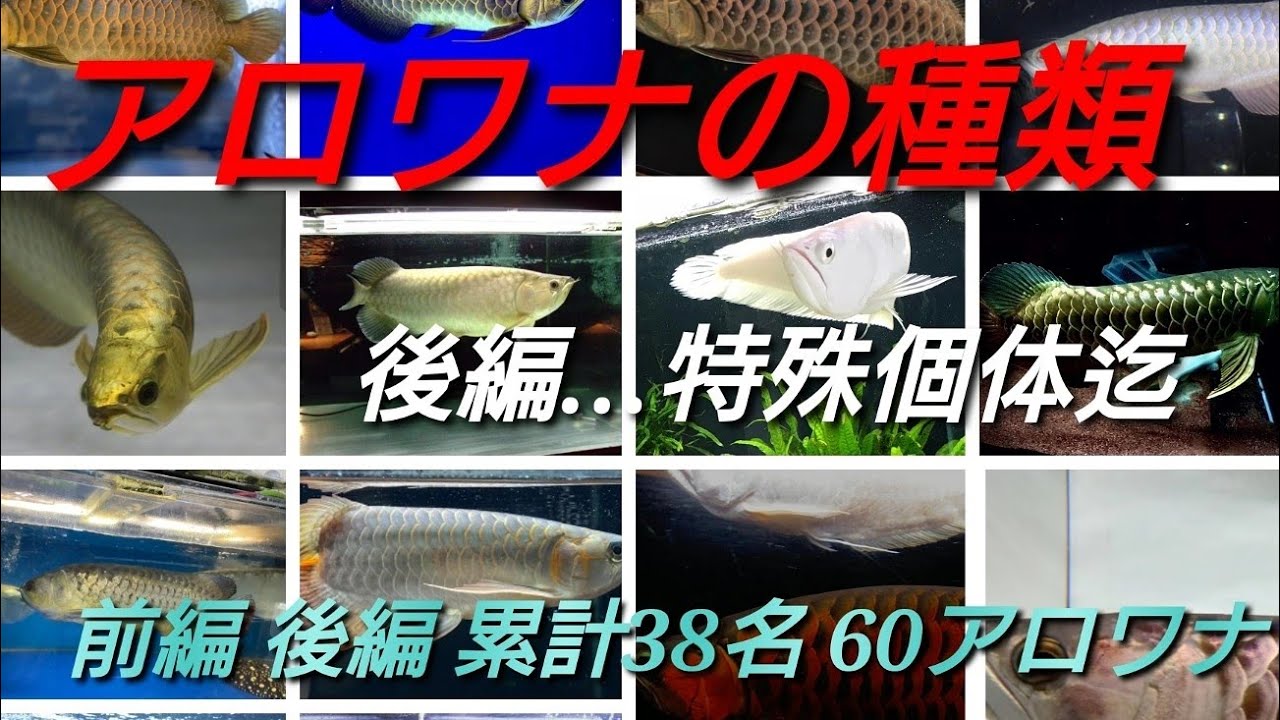アロワナの種類…後編(特殊個体迄) - YouTube