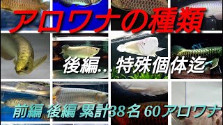 アロワナの種類…後編(特殊個体迄) - YouTube
