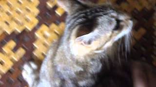 Tickling My Cat With My Feet Scratch Reaction