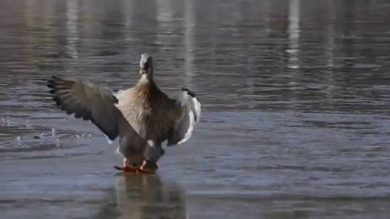 Mallard Ducks Landing on J Percy Priest Lake