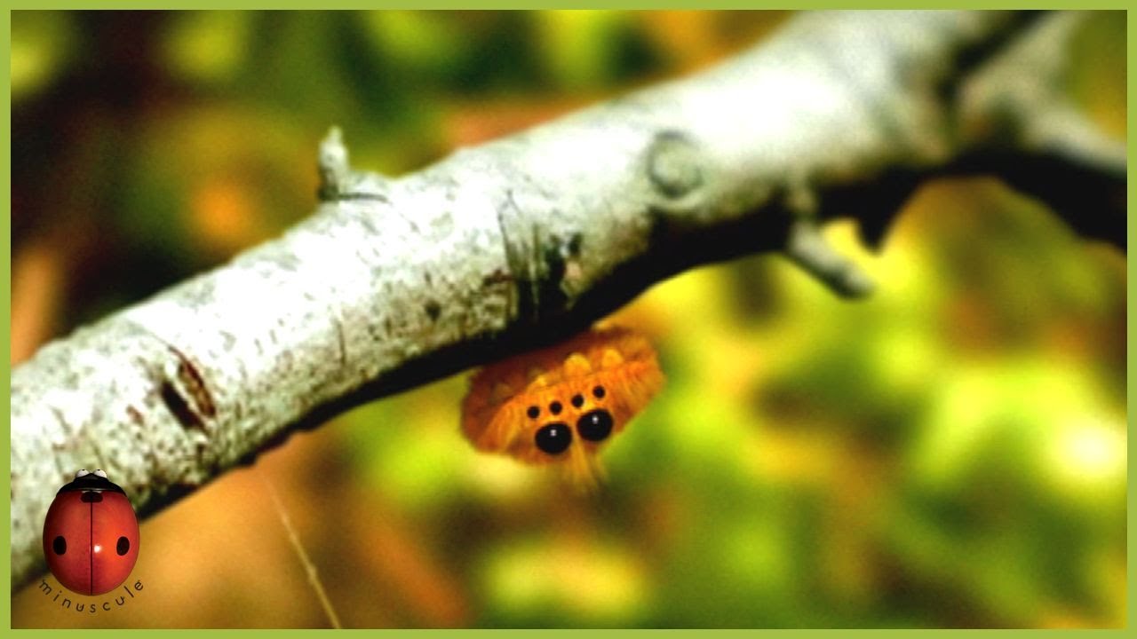 A Gust Of Wind 🍃 Minuscule 🍃 70' Compilation