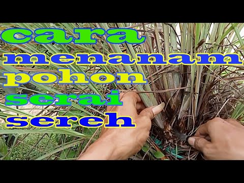 CARA MENANAM SERAI DENGAN MUDAH (SEREH) 