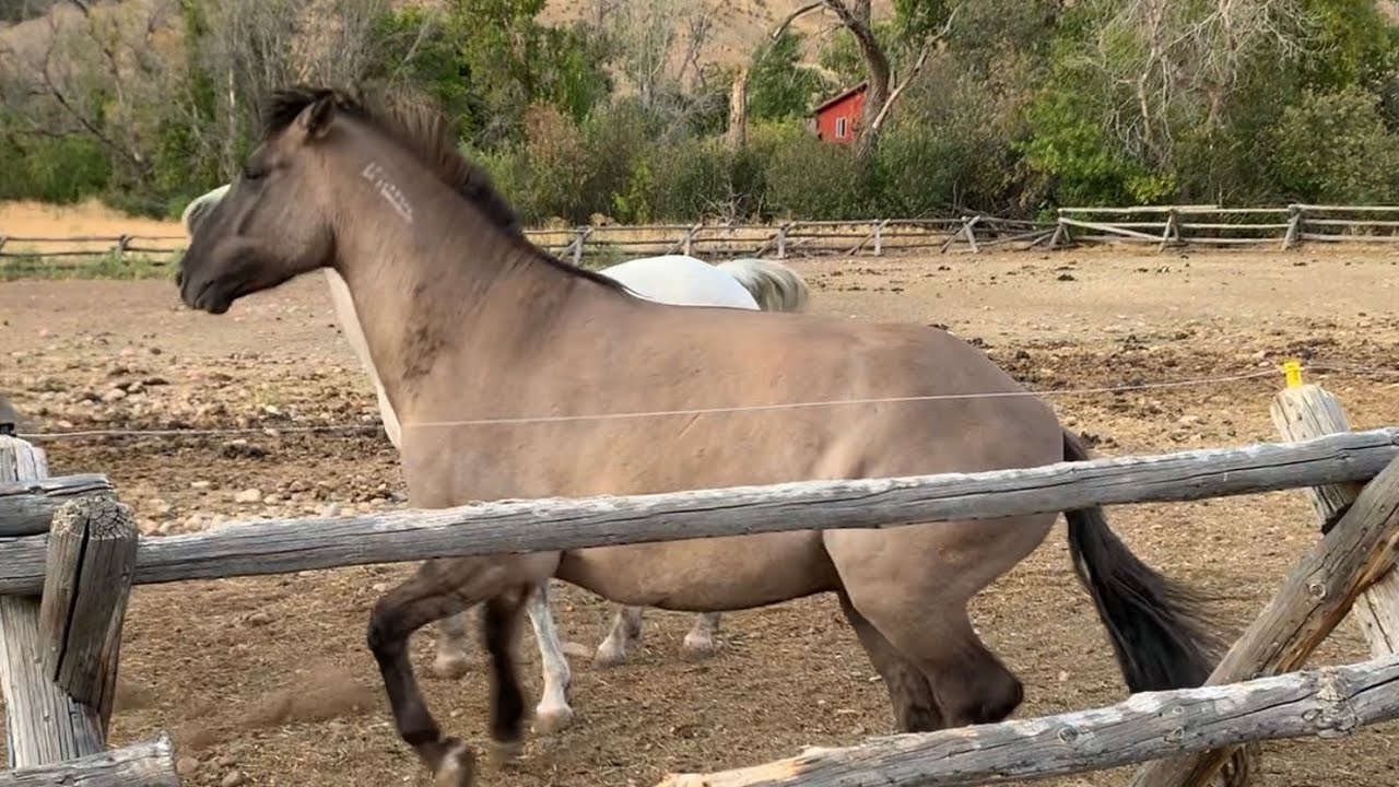 Horses First Time Touching The Electric Fence A Must Watch! YouTube