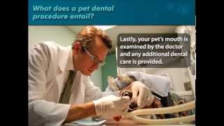 Tampa Bay Animal Hospitals Dental Procedure by TampaBayVets 528 views 9 years ago 3 minutes, 4 seconds