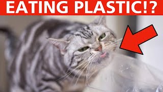 12 Strangest Cat Behaviors Explained