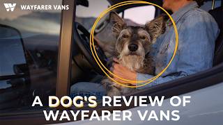 A Rescue Dog’s Guide to Camper Van Travel  | Authentic Story Co.