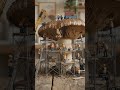 🍄🏗️ Would you believe there's an entire city hidden beneath a mushroom?