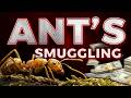 Ants 🐜 Worth Lakhs? 💸 The Shocking Kenya Smuggling Case | Beyond Knowledge