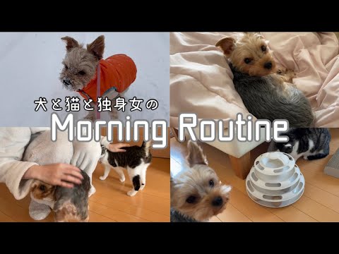 【モーニングルーティン】ヨーキーと保護猫と独身女の幸せな朝