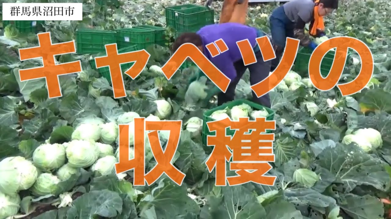 キャベツの収穫 Youtube