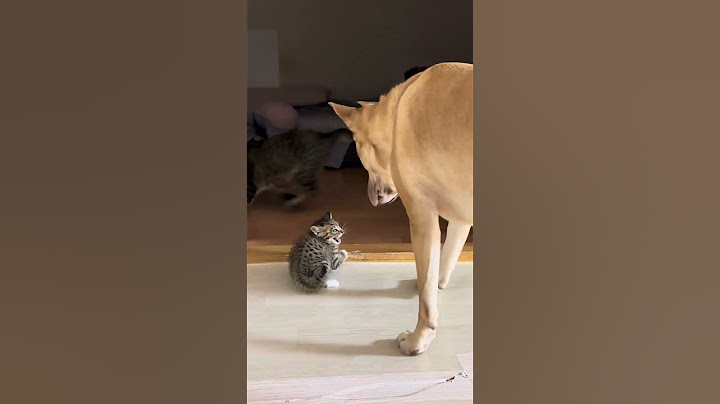 Dog Heroically Protects Kitten from Larger Cat